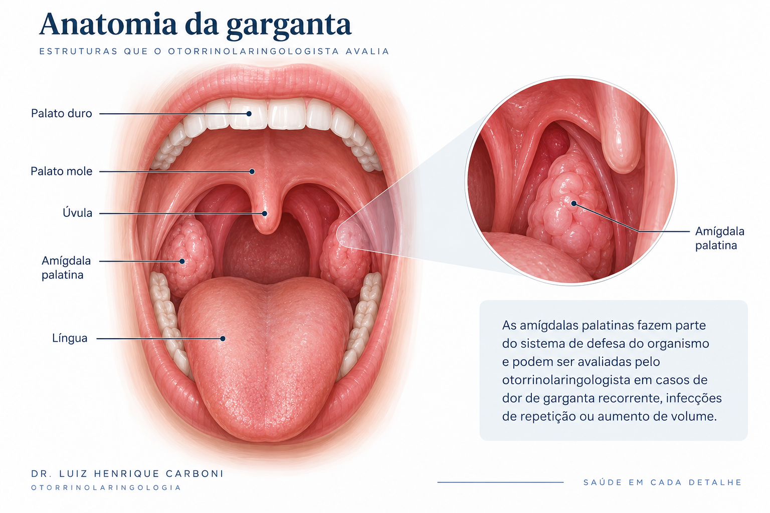 Anatomia da garganta com palato, úvula, amígdalas e língua