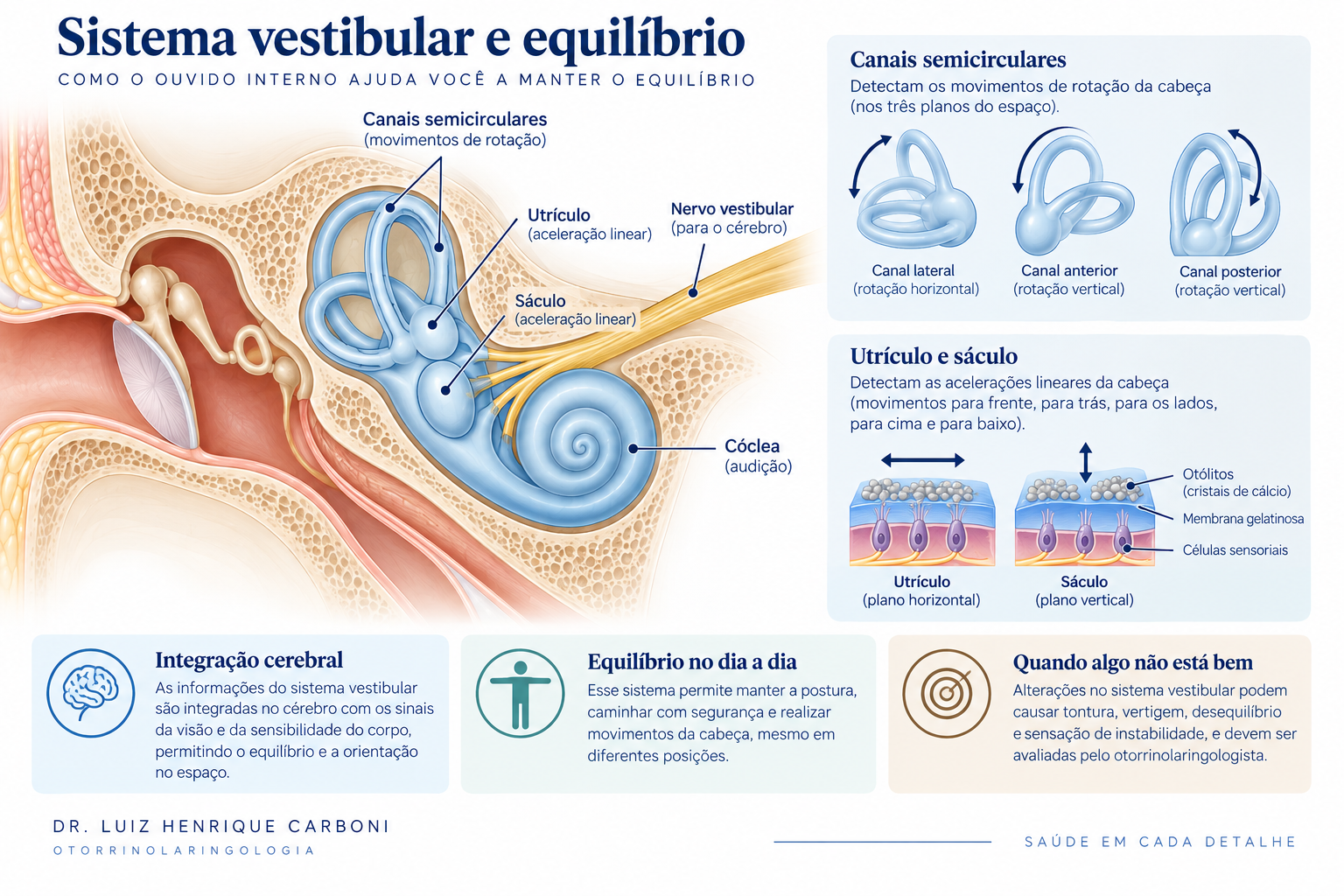 Sistema vestibular responsável pelo equilíbrio e orientação espacial