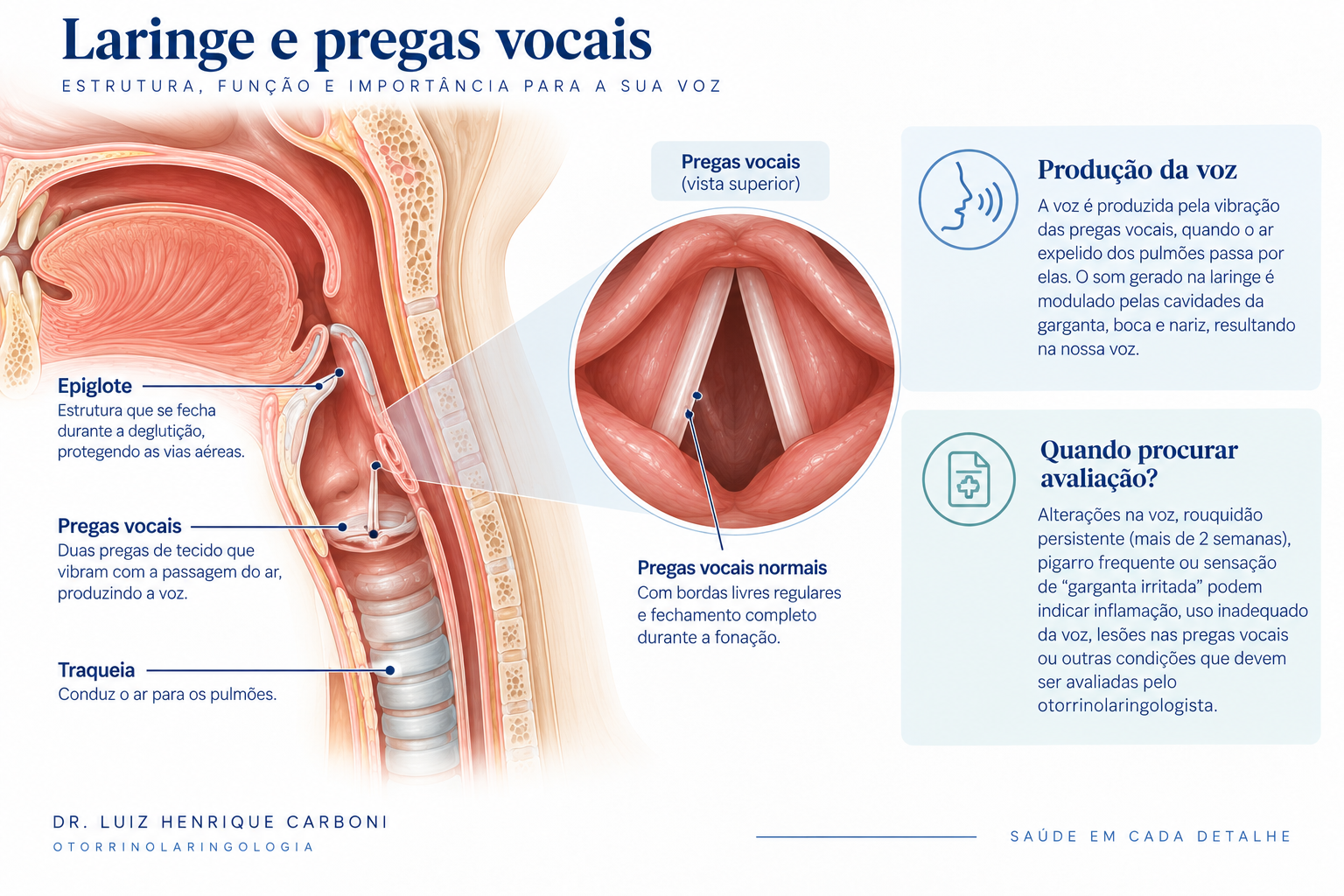 Anatomia da laringe e das pregas vocais